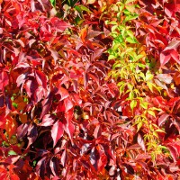 Parthenocissus quinquefolia 