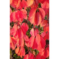 Parthenocissus quinquefolia 