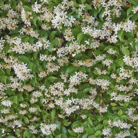 Trachelospermum jasminoides 