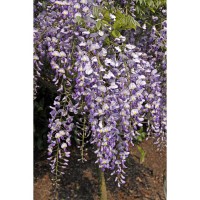 Wisteria sinensis 