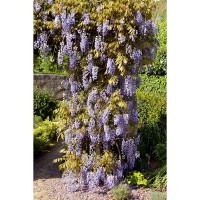 Wisteria sinensis 