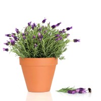 LAVANDA