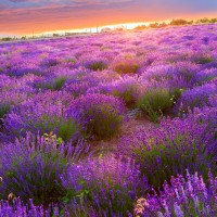 LAVANDA