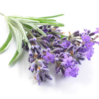 LAVANDA