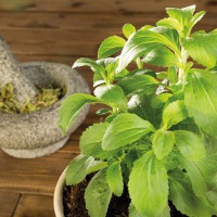 STEVIA