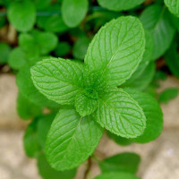 MENTA PIPERITA