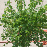 PIMPINELLA