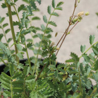 PIMPINELLA