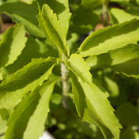 STEVIA REBAUDIANA