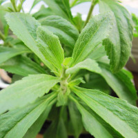 STEVIA