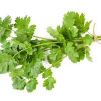CORIANDOLO