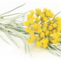 Achillea millefoglie