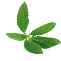 STEVIA