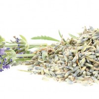 LAVANDA