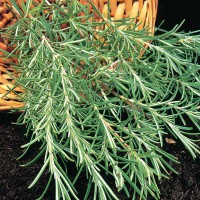 ROSMARINO OFFICINALIS