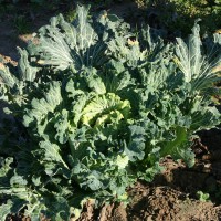 CAVOLO A FOGLIA BROCCOLO BASTARDO RICCIO