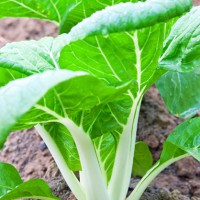 CAVOLO CINESE PAK CHOI