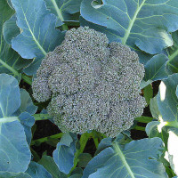 CAVOLO BROCCOLO CALABRESE MARATHON F1