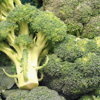 CAVOLO BROCCOLO CALABRESE MARATHON F1