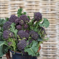 CAVOLO BROCCOLO ROSSO DA RICACCI