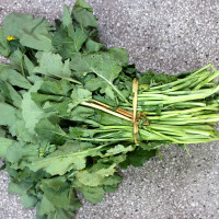 CIMA DI RAPA