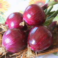 CIPOLLA ROSSA DI FIRENZE