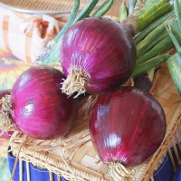 CIPOLLA ROSSA DI FIRENZE