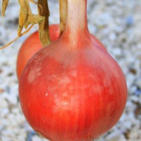 CIPOLLA ROSSA DI SAVONA