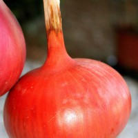 CIPOLLA ROSSA DI SAVONA