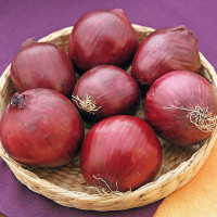 CIPOLLA ROSSA TONDA DI TROPEA