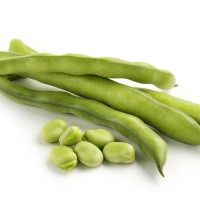 FAVA