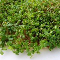 GERMOGLI DI RUCOLA