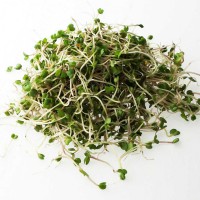 GERMOGLI DI RUCOLA