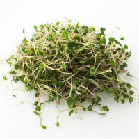 GERMOGLI DI RUCOLA