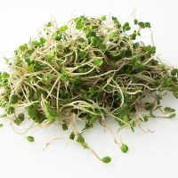 GERMOGLI DI RUCOLA