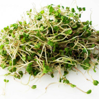 GERMOGLI DI RUCOLA