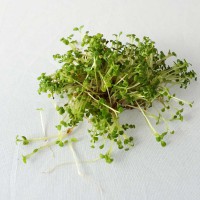 GERMOGLI DI RUCOLA SELVATICA