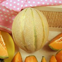 MELONE RETATO CANTALUPO