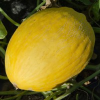 MELONE GIALLO CANARIA