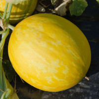 MELONE GIALLO CANARIA