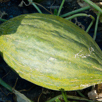 MELONE PIEL DE SAPO