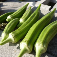 OKRA