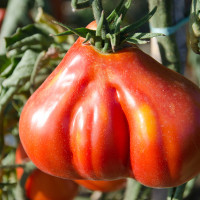 POMODORO CANESTRINO DI LUCCA