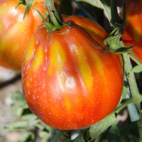 POMODORO CANESTRINO PERA D'ABRUZZO F1