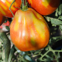 POMODORO CANESTRINO PERA D'ABRUZZO F1