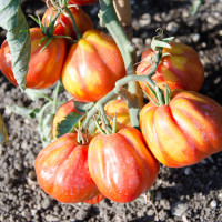 POMODORO CANESTRINO PERA D'ABRUZZO F1