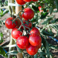 POMODORO CILIEGIA F1