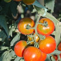 POMODORO CAMONE SARDO