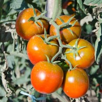 POMODORO CAMONE SARDO