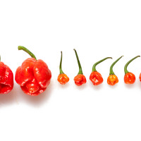 PEPERONCINO TRINIDAD MORUGA